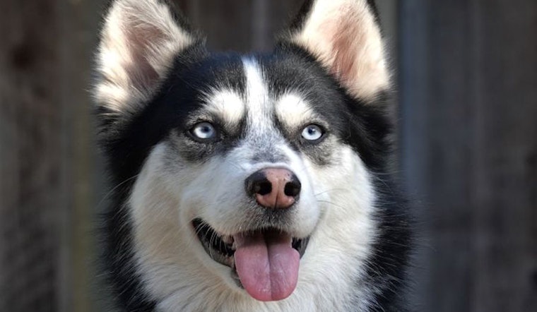 Want to adopt a pet? Here are 7 delightful doggies to adopt now in San Jose