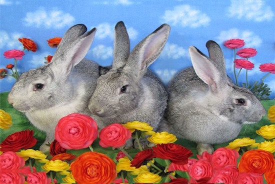 These Sacramento-based rabbits are up for adoption and in need of a good home