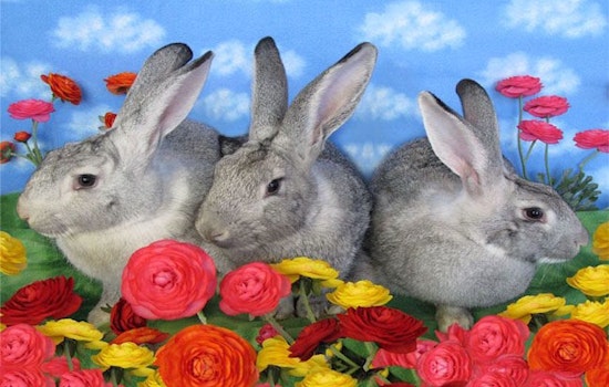 These Sacramento-based rabbits are up for adoption and in need of a good home