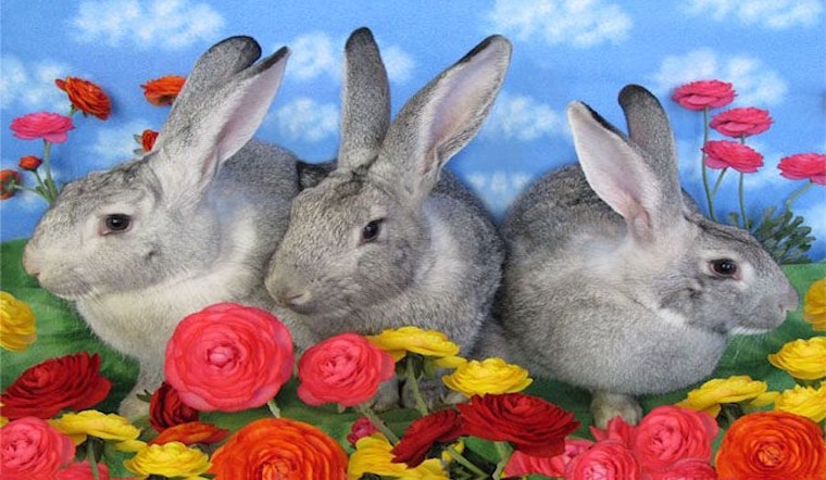 These Sacramento-based rabbits are up for adoption and in need of a good home