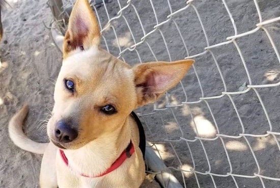These Fresno-based pups are up for adoption and in need of a good home