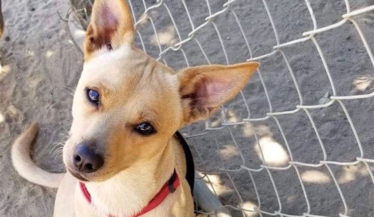 These Fresno-based pups are up for adoption and in need of a good home