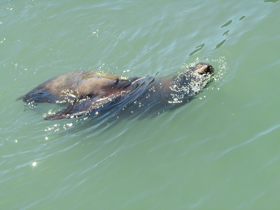 San Francisco Aquatic Park shut over 'aggressive' sea lions - BBC News