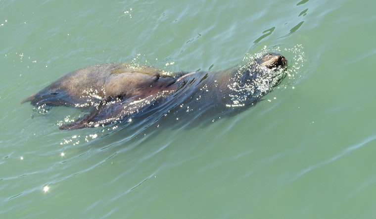 Sea Lion Bites 3 Swimmers Near Aquatic Park