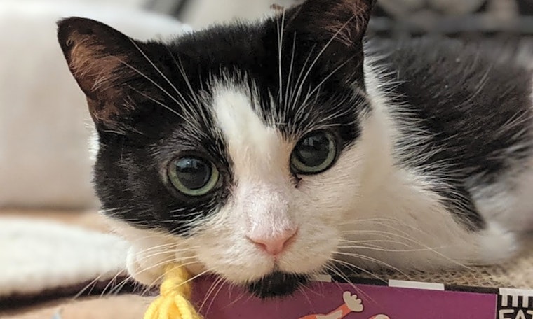 Looking to adopt a pet? Here are 5 cute kitties to adopt now in New York City