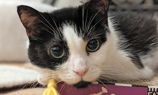 Looking to adopt a pet? Here are 5 cute kitties to adopt now in New York City