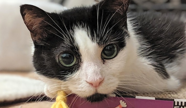 Looking to adopt a pet? Here are 5 cute kitties to adopt now in New York City