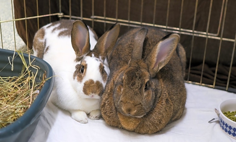 Want to adopt a pet? Here are 5 lovable pets to adopt now in Boston