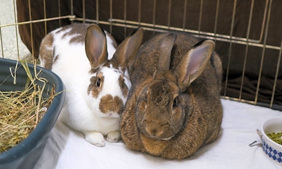 Want to adopt a pet? Here are 5 lovable pets to adopt now in Boston