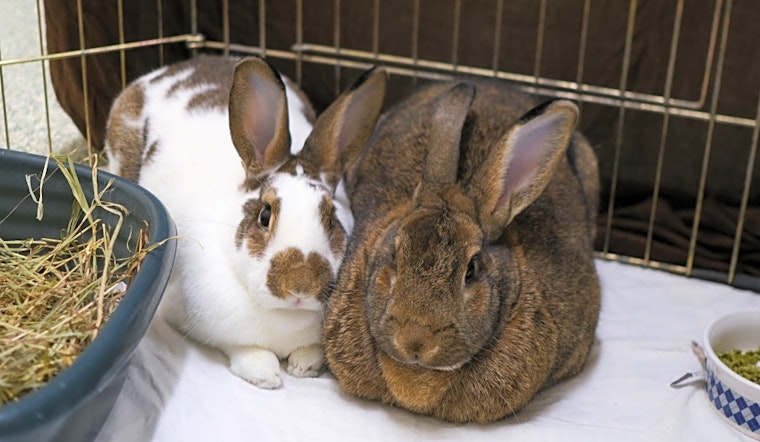 Want to adopt a pet? Here are 5 lovable pets to adopt now in Boston