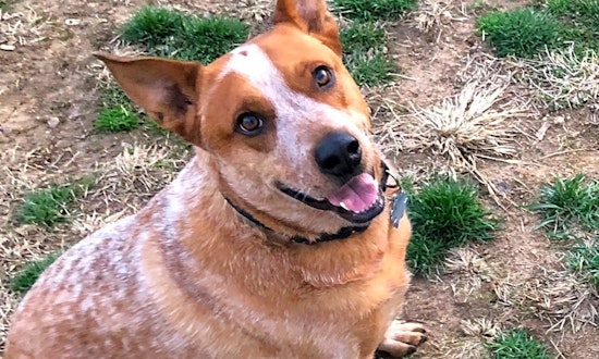 5 lovable pups to adopt now in Philadelphia