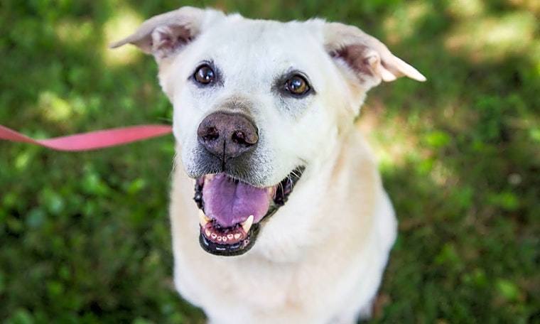 These Pittsburgh-based canines are up for adoption and in need of a good home