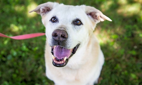 These Pittsburgh-based canines are up for adoption and in need of a good home