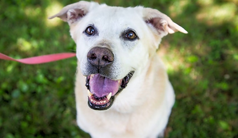 These Pittsburgh-based canines are up for adoption and in need of a good home