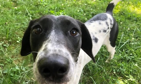 Want to adopt a pet? Here are 7 lovable pups to adopt now in Baltimore