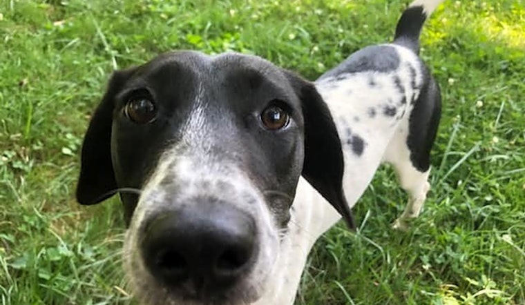 Want to adopt a pet? Here are 7 lovable pups to adopt now in Baltimore