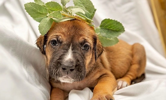Here are 4 precious puppies to adopt now in Columbus