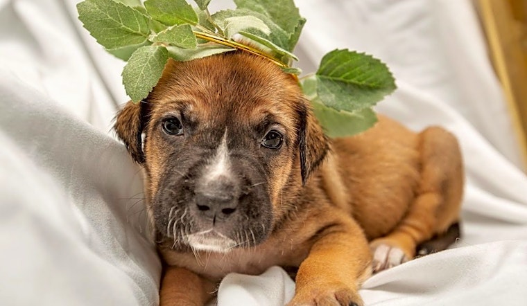 Here are 4 precious puppies to adopt now in Columbus