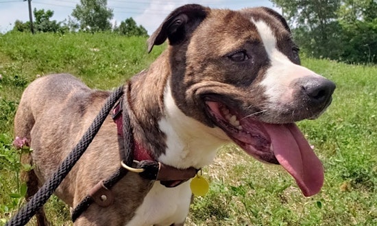 7 delightful doggies to adopt now in Cleveland
