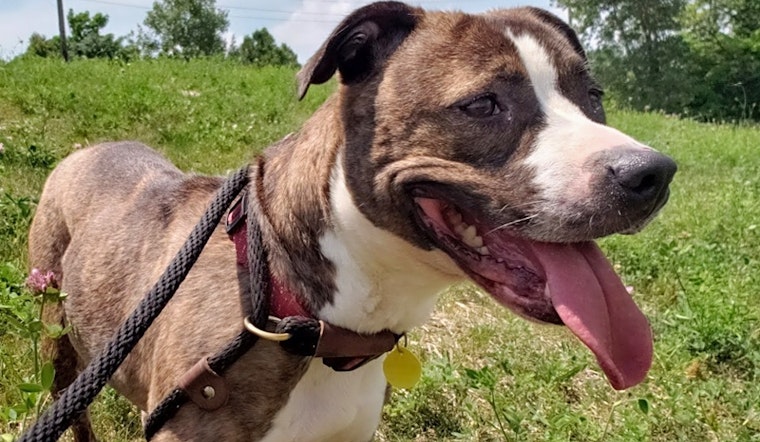 7 delightful doggies to adopt now in Cleveland