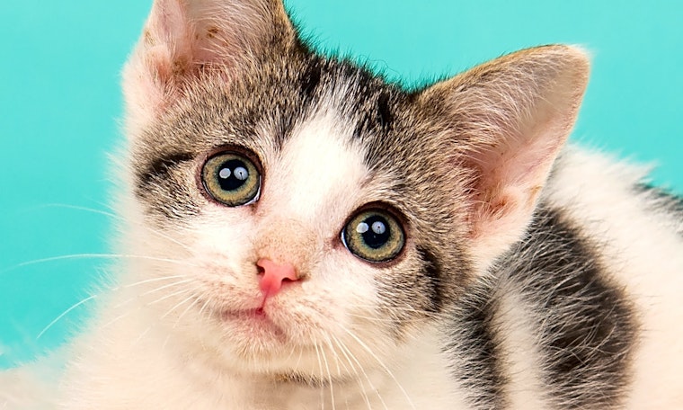 3 fluffy felines to adopt now in Cincinnati