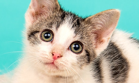 3 fluffy felines to adopt now in Cincinnati