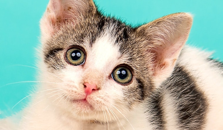 3 fluffy felines to adopt now in Cincinnati