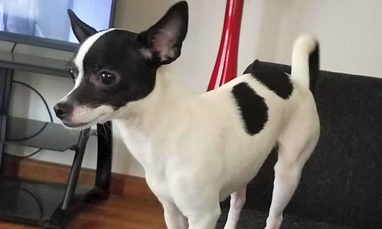 These Louisville-based puppies are up for adoption and in need of a good home