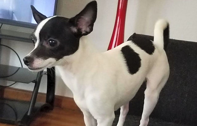 These Louisville-based puppies are up for adoption and in need of a good home
