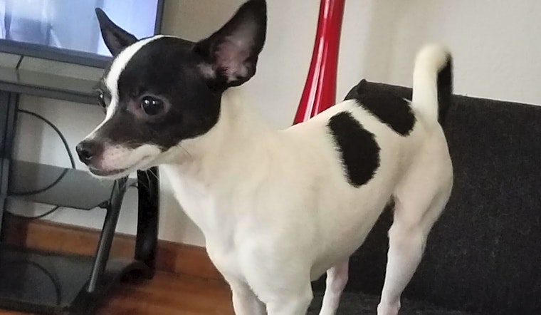 These Louisville-based puppies are up for adoption and in need of a good home