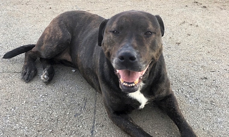 5 cuddly canines to adopt now in Lexington
