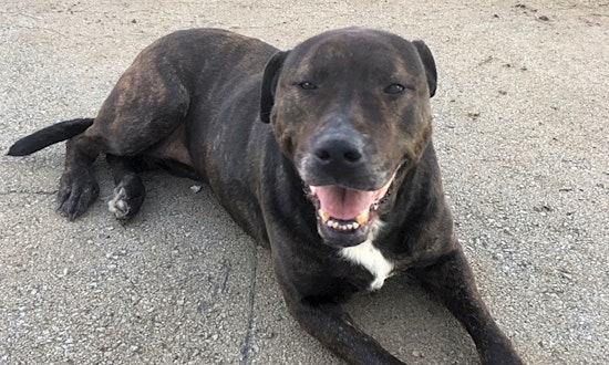 5 cuddly canines to adopt now in Lexington