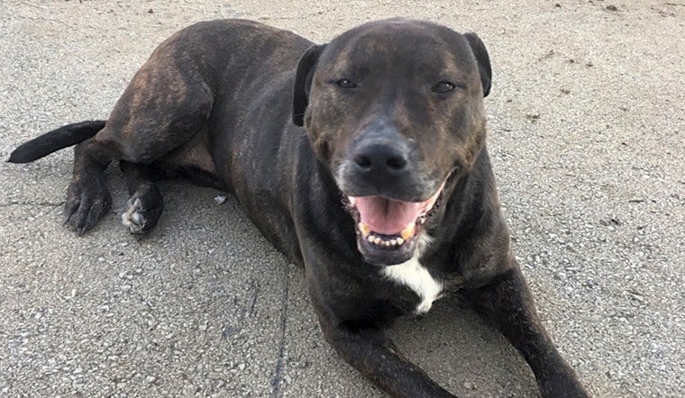 5 cuddly canines to adopt now in Lexington