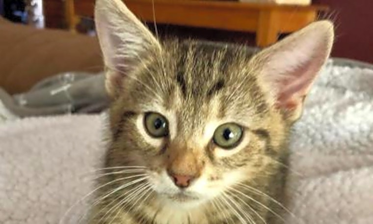 These Norfolk-based kittens are up for adoption and in need of a good home