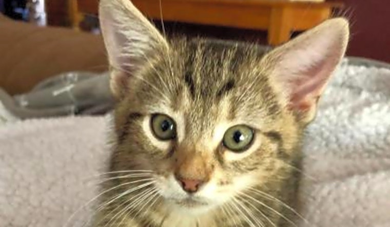 These Norfolk-based kittens are up for adoption and in need of a good home