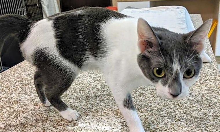 Want to adopt a pet? Here are 6 charming cats to adopt now in Raleigh