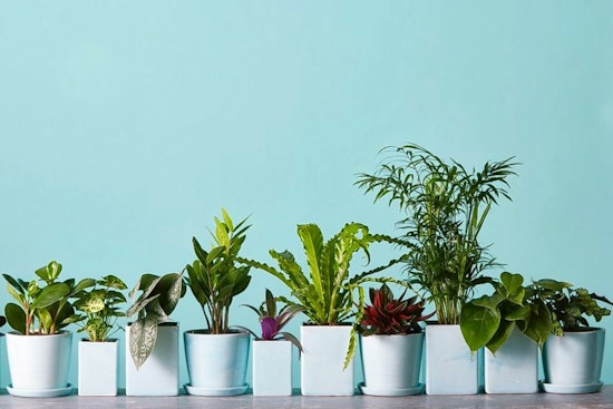 'The Sill' Brings Potted Plants And More To The Upper West Side