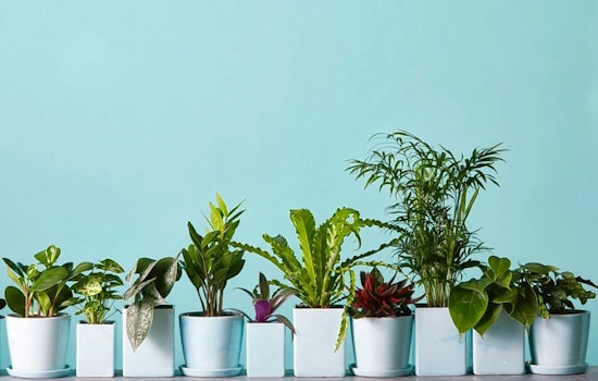 'The Sill' Brings Potted Plants And More To The Upper West Side