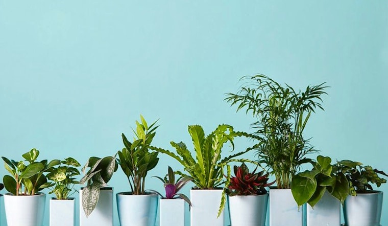 'The Sill' Brings Potted Plants And More To The Upper West Side