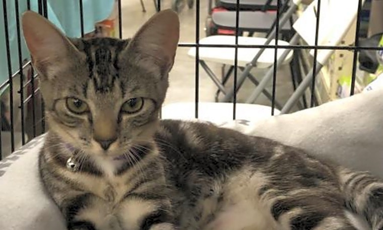 These Orlando-based kitties are up for adoption and in need of a good home