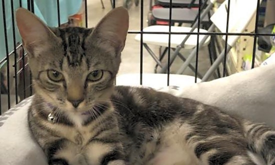 These Orlando-based kitties are up for adoption and in need of a good home