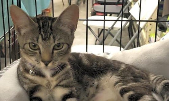 These Orlando-based kitties are up for adoption and in need of a good home