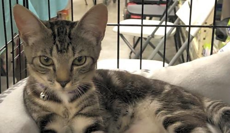 These Orlando-based kitties are up for adoption and in need of a good home