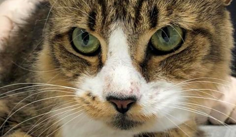 6 furry felines to adopt now in Jacksonville