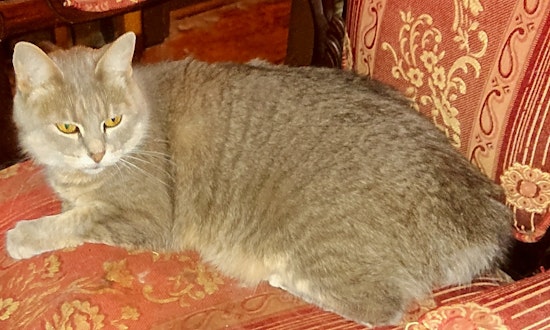 Looking to adopt a pet? Here are 5 lovable kitties to adopt now in Indianapolis