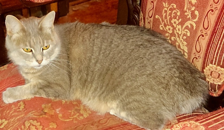 Looking to adopt a pet? Here are 5 lovable kitties to adopt now in Indianapolis
