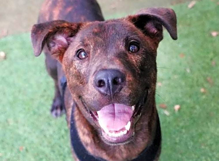 Want to adopt a pet? Here are 6 lovable pups to adopt now in Miami