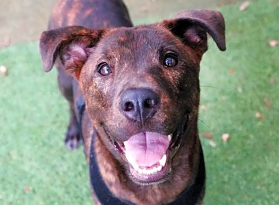 Want to adopt a pet? Here are 6 lovable pups to adopt now in Miami