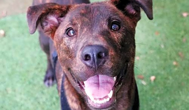 Want to adopt a pet? Here are 6 lovable pups to adopt now in Miami