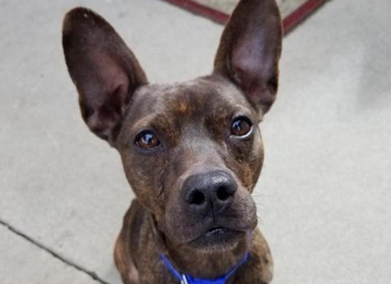 These Long Beach-based canines are up for adoption and in need of a good home